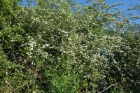 Crataegus monogyna