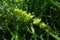 Cruciata laevipes