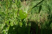 Dioscorea communis