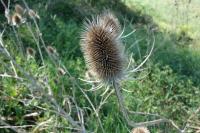Dipsacus fullonum