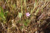 Erodium cicutarium