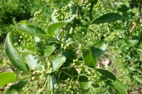 Euonymus europaeus