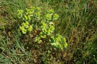 Euphorbia helioscopia
