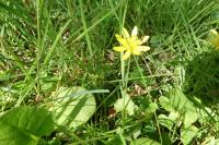 Ficaria verna