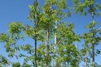 Fraxinus excelsior