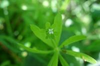 Galium aparine