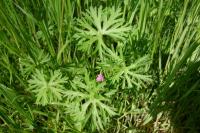 Geranium dissectum