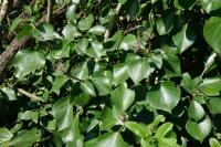Hedera helix