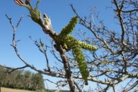 Juglans regia