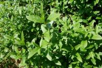 Ligustrum vulgare