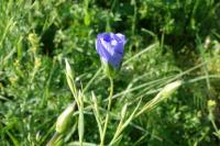 Linum usitatissimum