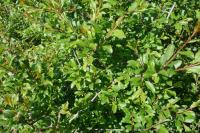 Prunus spinosa