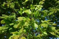 Quercus robur