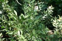 Ruscus aculeatus