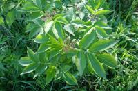 Sambucus nigra