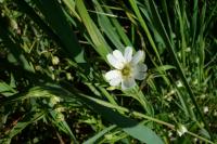 Rabelera holostea