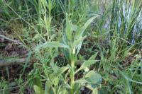 Symphytum officinale