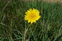 Tragopogon pratensis