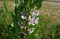 Vicia faba
