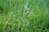 Vicia sativa