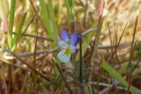 Viola arvensis