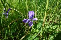 Viola riviniana