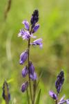 Polygala