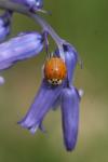 Hyacinthoides non-scripta