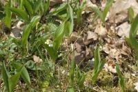 Convallaria majalis
