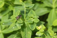 Euphorbia hyberna