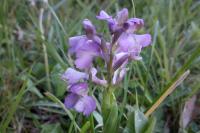 Anacamptis morio