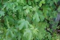 Acer campestre