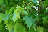Acer platanoides