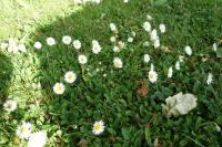 Bellis perennis