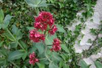 Centranthus ruber