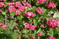 Crataegus laevigata