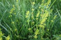 Cruciata laevipes