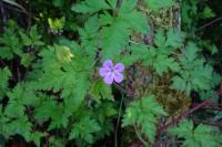 Geranium robertianum