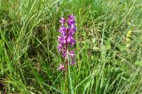 Orchis mascula
