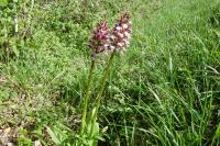 Orchis purpurea