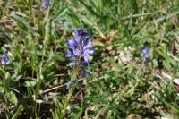 Polygala vulgaris