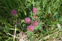 Trifolium pratense