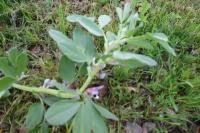 Vicia faba
