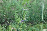 Vicia sativa
