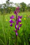 Anacamptis laxiflora