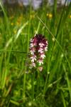 Neotinea ustulata