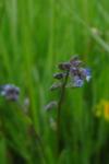 Myosotis discolor