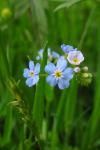 Myosotis laxa