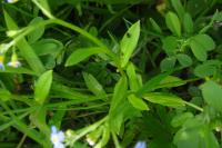 Myosotis laxa