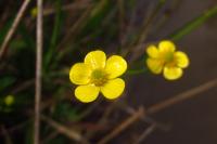 Ranunculus flammula